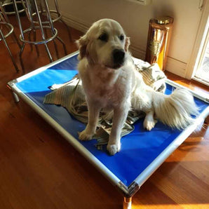 Mighti Ruff Indestructible Elevated Pet Bed